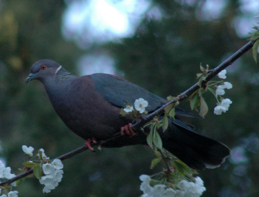 Columba araucana